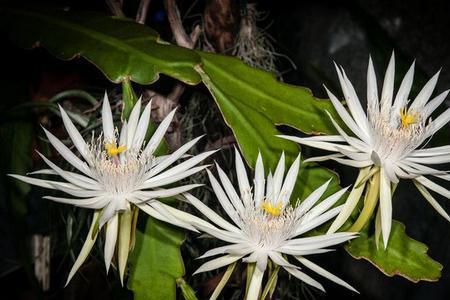 昙花身旁那些触须是什么