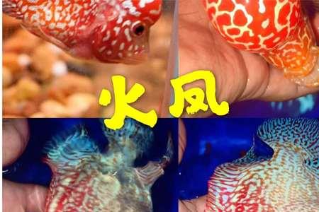 金花火凤怎么养