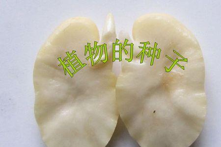 植物体长成后为什么还有子叶