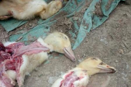 鸭子死的时候是什么样