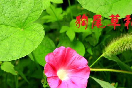 小草骄傲的说是拟人么