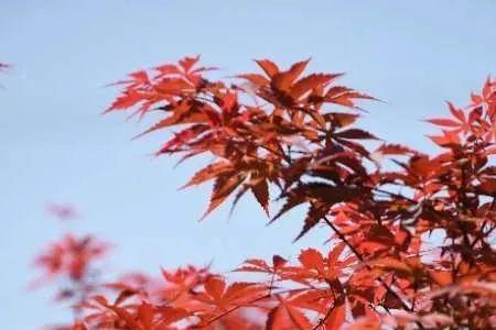 广州六大枫叶观赏地
