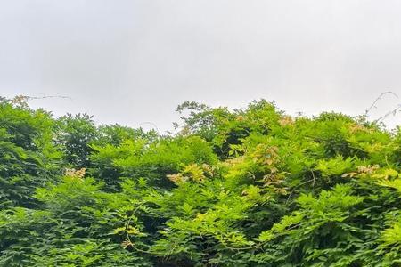 春夏之际的意思