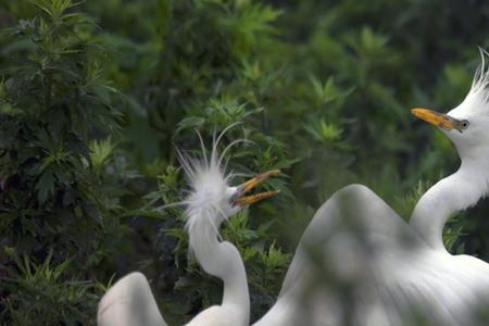 白鹭一般可以长几斤