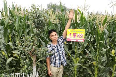 玉米26公分距离一亩多少棵