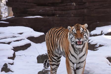 冰天雪地猜一动物