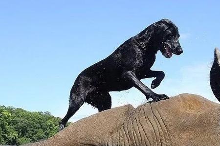 介绍一种事物大象的结尾怎么写