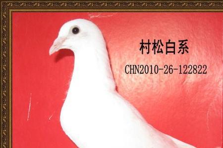 白鸽子养单还是双