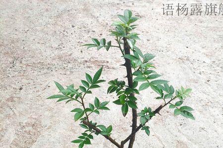 盆栽花椒树用不用换盆