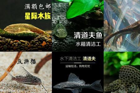 反游猫鱼冷水能养吗