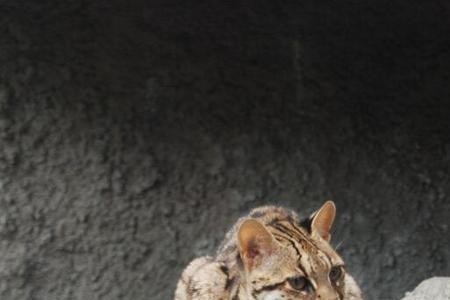 豹猫长到几个月就不长了