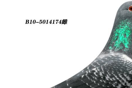 青眼鸽子怎么配