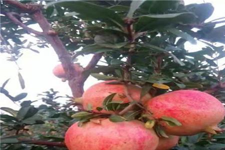珍珠石榴种植技术和方法是什么