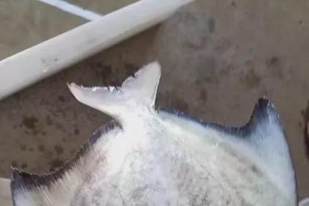 金鲳鱼和鲈鱼哪个好吃