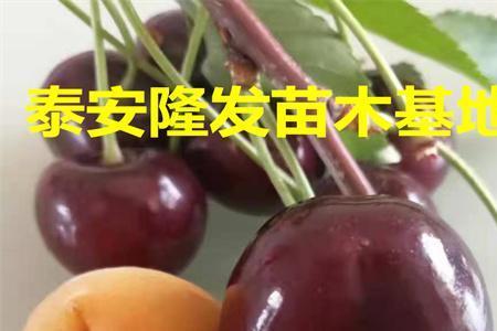 科迪亚塔玛娜大樱桃品种介绍
