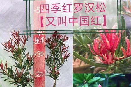 四季红为何总是掉叶子