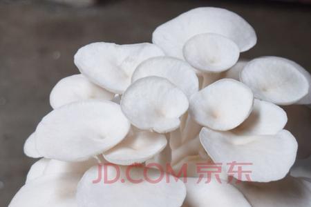 白菌菇包买回家怎样种植