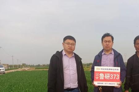 济麦38是国审的吗