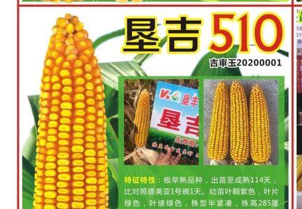 明科玉695玉米种审定公告