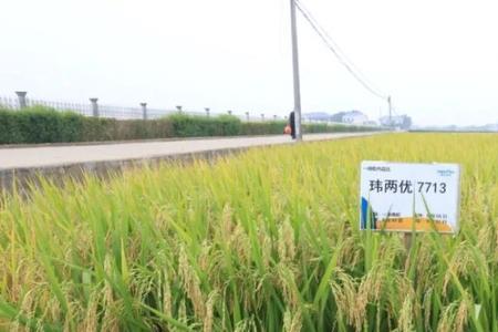 玮两优8612水稻种
