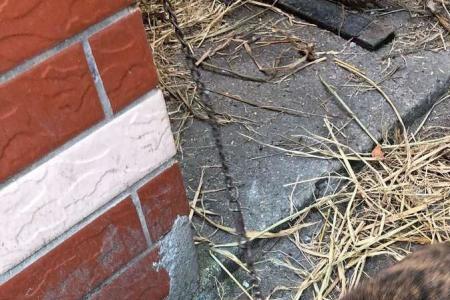 雪儿跟燕儿是一个品种吗