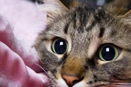 猫咪去世一年现在几岁