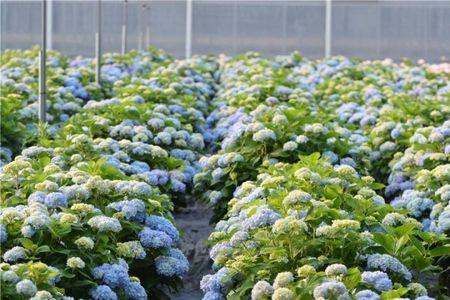 无尽夏六月份还没开花