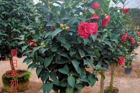 四季茶花叶子没有光泽