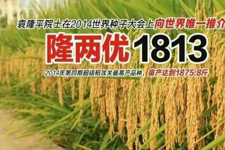 隆两优5438水稻种