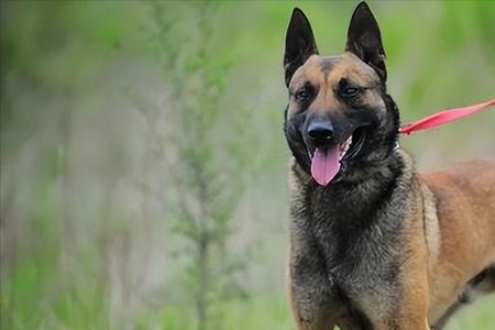 聪明的马犬叫什么名字