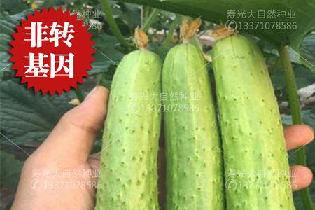 育中育99是转基因种子吗
