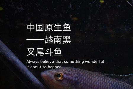 越南黑叉斗鱼凶吗