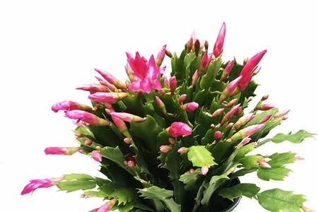 八爪蟹花有毒吗
