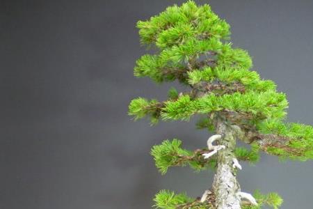 针叶松树浇水的正确方法
