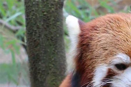 世界上跑得最快的小熊猫