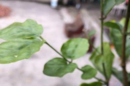 茉莉花两个版本的区别