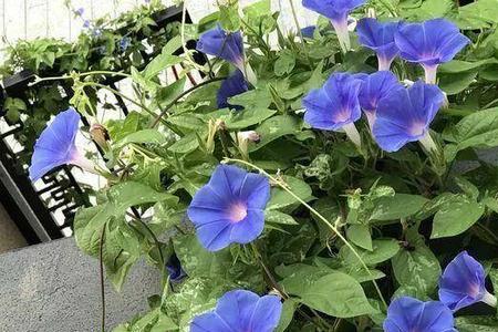 大花牵牛花种植方法