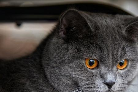 为啥我家蓝猫眼睛不黄
