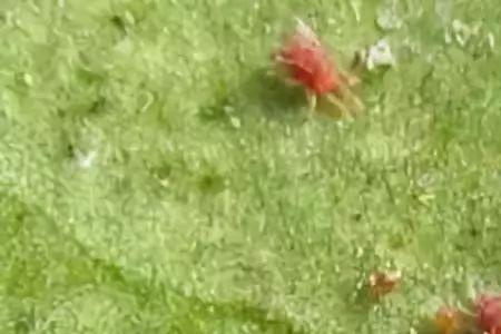 红蜘蛛气温20度还吃棉花吗