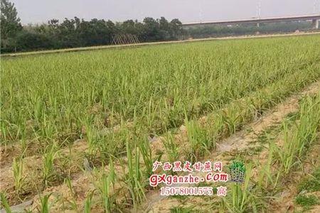 在湖南种甘蔗可以吗