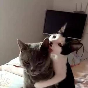 公猫为什么对母猫嚎叫