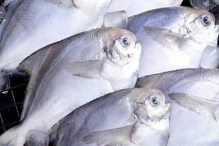 鲳鱼带鱼的最佳冷冻方法