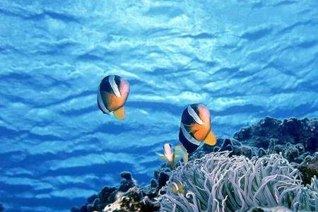 海底森林概括50字