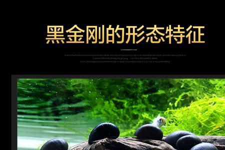 金刚螺入缸需要消毒吗