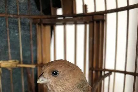 黄藤鸟公母叫声一样吗