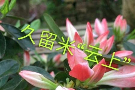 紫云杜鹃耐寒吗