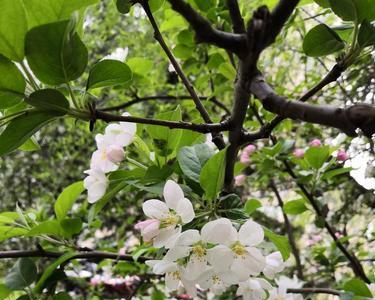 苹果花的花期多长时间
