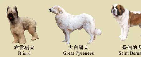 2021年北京禁养犬名单