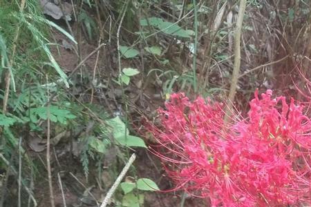 彼岸花种植只能活一次吗