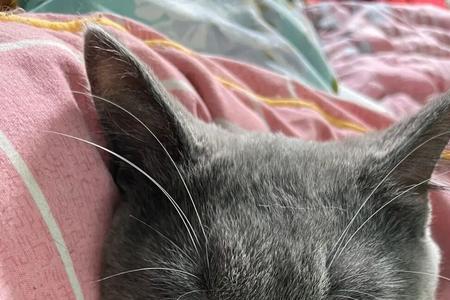 网上如何给猫找配偶